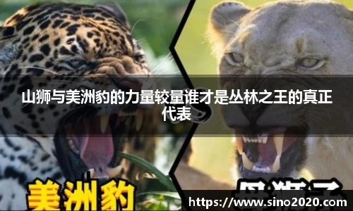 山狮与美洲豹的力量较量谁才是丛林之王的真正代表